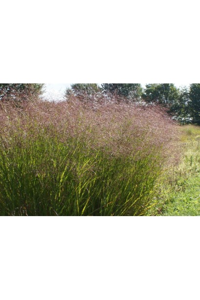 Просо прутовидное Скво